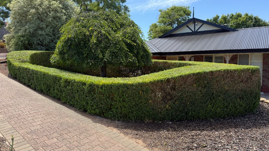 Manicured hedge and garden bed — professional turf and garden care