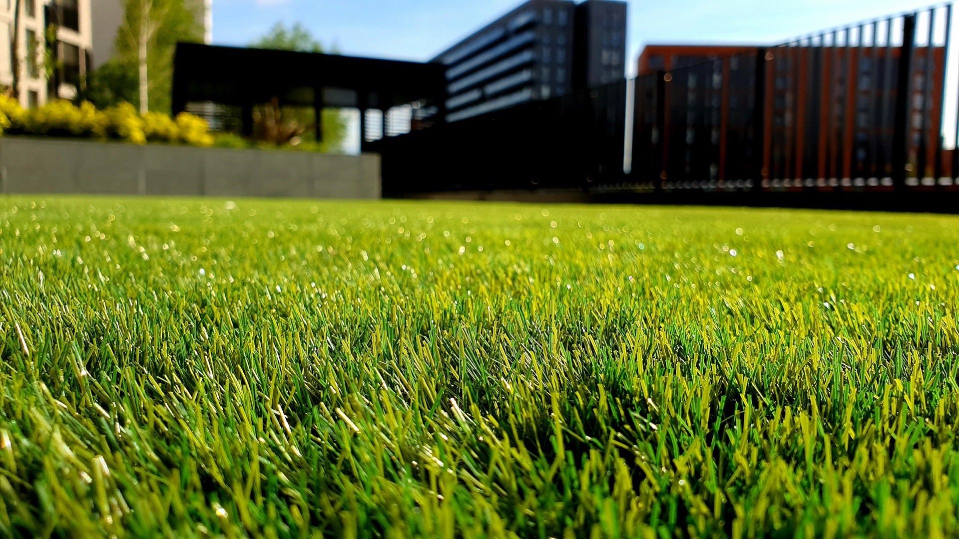 Professional lawn care and landscaped garden in Adelaide — Green Theory turf, hedging and garden services